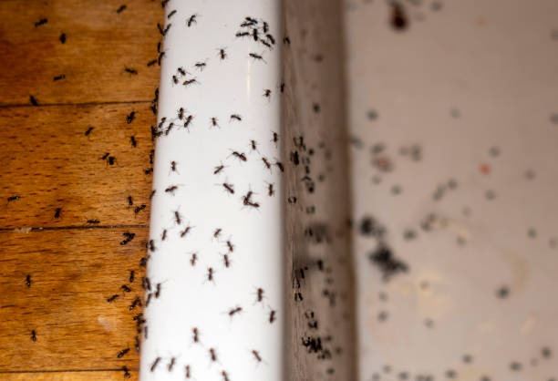 Best Residential Pest Control  in Marysville, MI