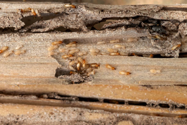 Best Pest Prevention Services  in Marysville, MI